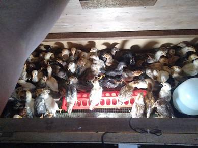 anak ayam kg asli