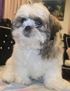 Silky Shih Tzu Fluffy Baby Face Puppy Baby Puppy