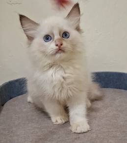 Bicolour Ragdoll kitten