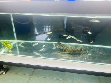 Ikan Channa Stewarti