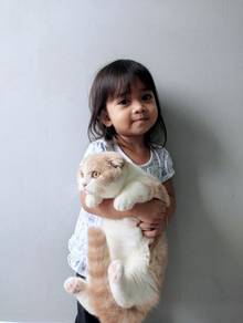 Scottish fold Male SCF