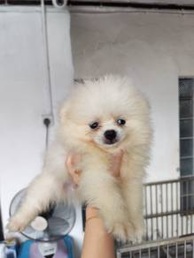 Pomeranian cream white orange