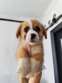 Corgi puppy