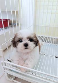 High quality Shih Tzu puppy Male tiny size