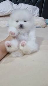 Mini Pomeranian -Girl 