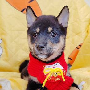 Shiba