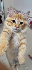 Anak kucing parsi mix mainecoon