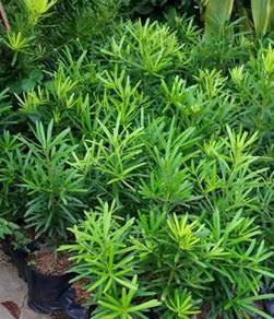 Benih Lohan Podocarpus