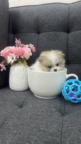 Pure Breed Mini SIze Pomeranian (Female) 纯种迷你博美 女生