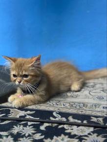 super short muckin kitten male