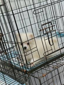 pomeranian
