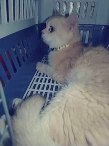 bsh