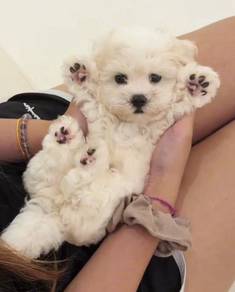 J0299 Maltese Long Silky Hair Puppy
