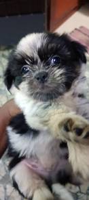 shih tzu