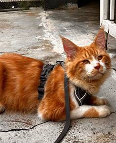 Maine Coon