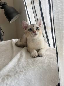 Silver British Shorthair Male Kitten