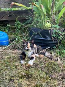 Calico munchkin