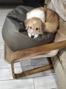 Mix (Corgi/Shih Tzu)