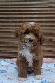 Maltipoo Puppy 