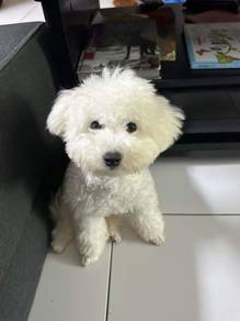 Bichon Puppy for rehome