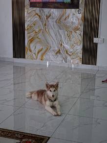 Pure Siberian Husky 🐶 