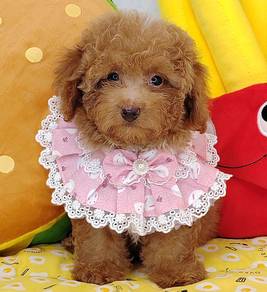 Poodle