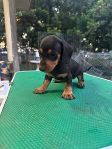 Dachshund puppies