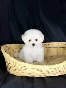 T6430 Pintsized Bichon friendly playful adorable l