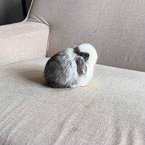 Holland lop bunny ear lop rabbit arnab