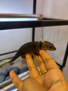 Crocodile Skink