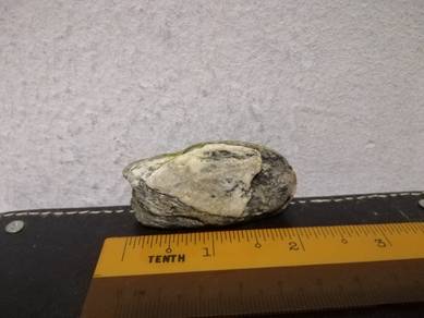 Rare Stone Dog Head