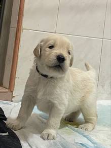 Golden Retriever Puppies黄金猎犬🐾