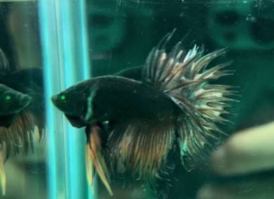 betta fish