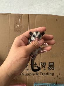 classic sugar glider
