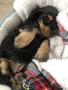 K4439 Doll-like English Cocker Spaniel Sweet Face