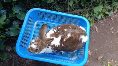 proven mini rex