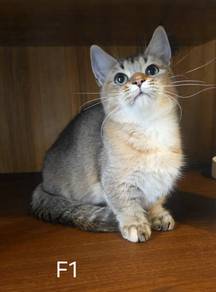 munchkin bsh female short leg kitten 