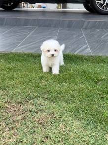 Maltese female puppy