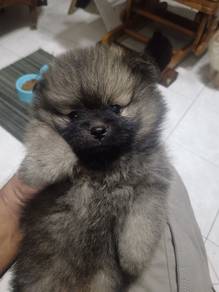 pomeranian tiny teddy face