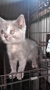 kitten BSH BLH
