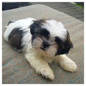 Winsome Shih Tzu / Shihpoo / Cute / Tricolor / Ted