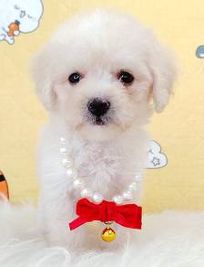 Poodle