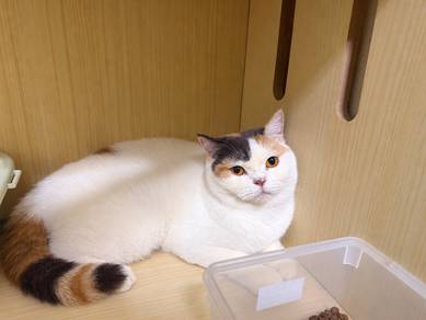 calico female British Shorthair