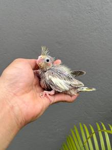 burung bird cockatiel cinnamon parrot