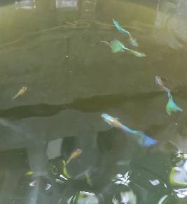 Guppy Green Tarzan