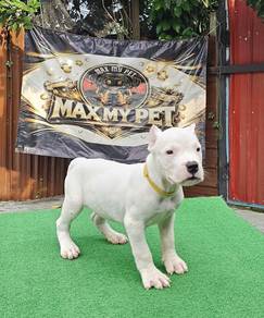 Dogo Argentino  puppy