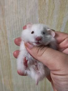 hamster syrian