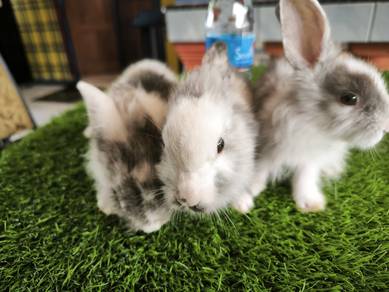 Rabbit Arnab 9.9..xxx