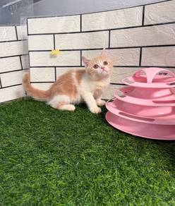 British shorthair Kitten
