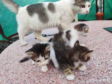 Anak kucing percuma